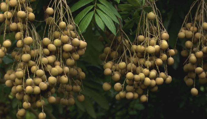 Những chùm nhãn sai trĩu quả chuẩn bị cho thu hoạch. Ảnh: Đinh Văn Nhiều - TTXVN Hấp dẫn với tour trải nghiệm vườn nhãn ở Hưng Yên ảnh 4