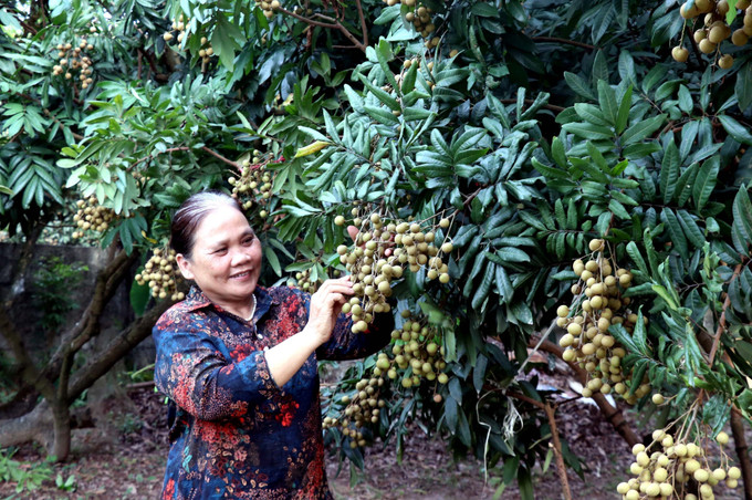 Thành viên của HTX sản xuất nhãn lồng Nễ Châu, thành phố Hưng Yên chăm sóc những công đoạn cuối cùng để chuẩn bị thu hoạch nhãn. Ảnh: Đinh Văn Nhiều - TTXVN Hấp dẫn với tour trải nghiệm vườn nhãn ở Hưng Yên ảnh 5