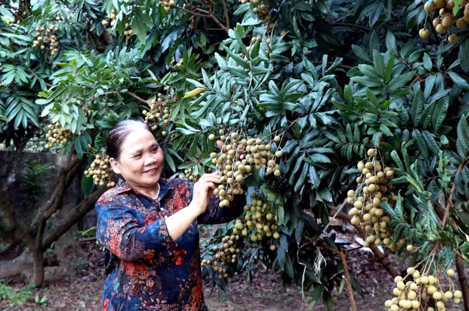 Hấp dẫn với tour trải nghiệm vườn nhãn ở Hưng Yên ảnh 5