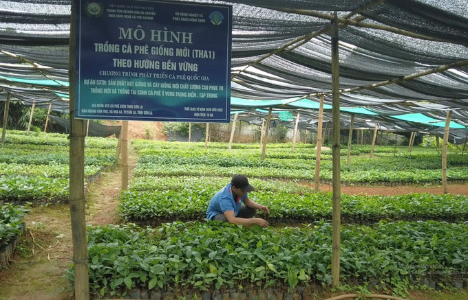 Một mô hình trồng cà phê giống mới (THA1) theo hướng bền vững ở thành phố Sơn La, tỉnh Sơn La. Ảnh: TTXVN phát. Cà phê - Cây xóa đói giảm nghèo ở miền núi Sơn La ảnh 5