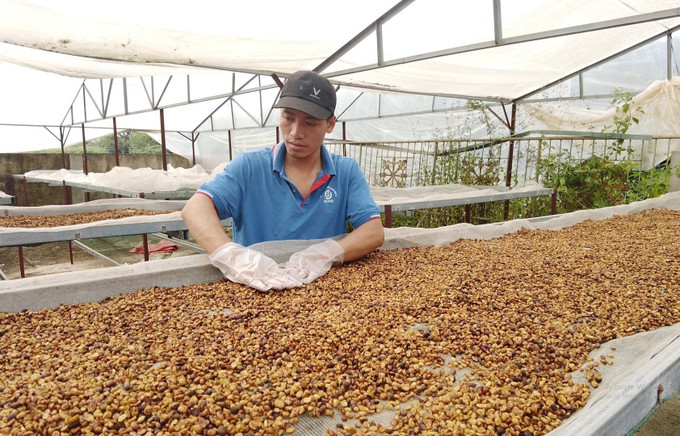 Sản phẩm nhân cà phê được trồng ở thành phố Sơn La, tỉnh Sơn La. Ảnh: TTXVN phát. Cà phê - Cây xóa đói giảm nghèo ở miền núi Sơn La ảnh 4