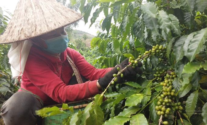 Người dân thành phố Sơn La, tỉnh Sơn La thu hái cà phê. Ảnh: TTXVN phát. Cà phê - Cây xóa đói giảm nghèo ở miền núi Sơn La ảnh 1