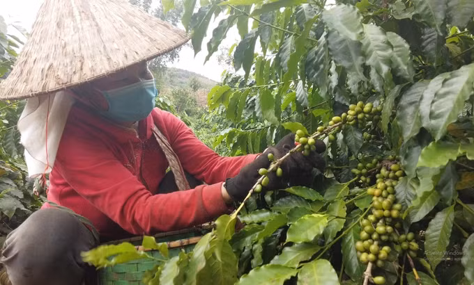 Cà phê - Cây xóa đói giảm nghèo ở miền núi Sơn La ảnh 1