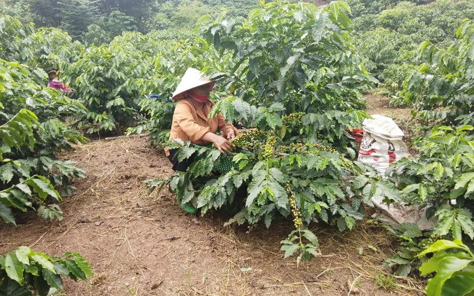 Người dân thành phố Sơn La, tỉnh Sơn La thu hái cà phê. Ảnh: TTXVN phát Cà phê - Cây xóa đói giảm nghèo ở miền núi Sơn La ảnh 3