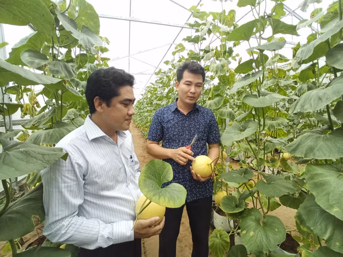 Giải bài toán tiêu thụ nông sản (Bài 1) ảnh 1