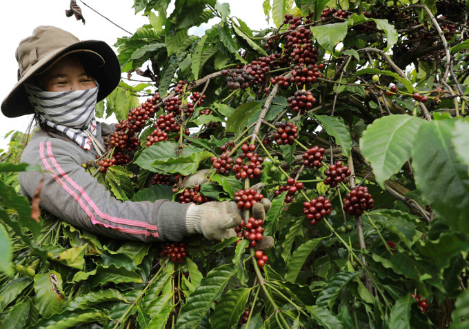 Để nâng cao giá trị và phát triển bền vững ngành hàng cà phê, những năm qua tỉnh Đắk Nông đã xây dựng vùng trồng cà phê đặc sản theo tiêu chuẩn của Hiệp hội cà phê đặc sản thế giới (SCA) và Viện chất lượng cà phê thế giới (CQI) ở các huyện Đắk Mil, Krông Nô, Cư Jút, Đắk Song…. Tỉnh phấn đấu đến năm 2025, diện tích trồng cà phê đặc sản đạt khoảng 1.000 ha, sản lượng cà phê nhân đạt chuẩn hơn 500 tấn và đến năm 2030, diện tích là 2.000 ha, sản lượng đạt hơn 1.500 tấn; Diện tích trồng cà phê đặc sản được cấp chứng nhận chỉ dẫn địa lý đạt 100% và nông dân tham gia sản xuất đạt hiệu quả kinh tế cao hơn so với phương thức sản xuất truyền thống. Ảnh: Vũ Sinh - TTXVN Nói “không” với sản xuất nông nghiệp gây phá rừng (Bài cuối) ảnh 2