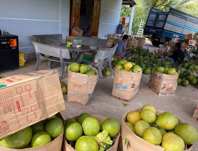 Bưởi Phước Bình được cấp mã số xuất khẩu sang Hoa Kỳ ảnh 4