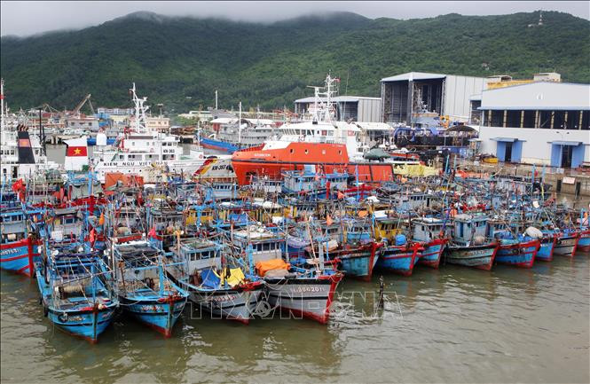 Trước những diễn biến phức tạp của cơn bão số 6, nhiều tàu thuyền của ngư dân các tỉnh miền Trung đã trở về đất liền và được neo đậu tránh trú bão an toàn tại Âu thuyền Thọ Quang và các khu vực vịnh Đà Nẵng. Chính quyền địa phương và người dân đang tích cực kiểm tra, che đậy tài sản trên tàu và sắp xếp lại các phương tiện neo đậu nhằm giảm thiểu thiệt hại khi bão đổ bộ vào đất liền. Ảnh: Trần Lê Lâm – TTXVN Áp thấp nhiệt đới mạnh lên thành bão số 6 ảnh 1