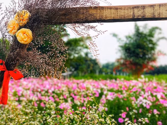 Cần Thơ phát triển du lịch gắn với lợi thế nông nghiệp văn hóa, làng nghề ảnh 2