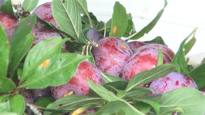 Giống mận đỏ Hoàng Su Phì (Hà Giang). Ảnh: Nguyễn Chiến-TTXVN Phát triển cây mận đỏ góp phần xóa đói giảm nghèo ở huyện vùng cao Hoàng Su Phì ảnh 1