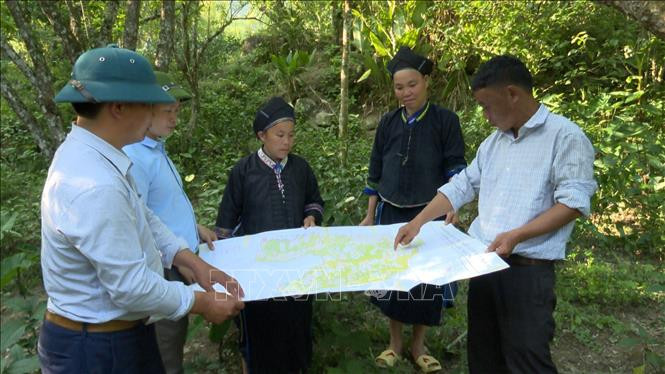 Bà Tải Thị Seo (áo nâu bên phải) và chị Tải Thị Chúm (áo nâu bên trái) cùng cán bộ Phòng Nông Nghiệp huyện Hoàng Su phì (Hà Giang) xem bản đồ quy hoạch vùng trồng “mận máu”. Ảnh: Nguyễn Chiến-TTXVN Phát triển cây mận đỏ góp phần xóa đói giảm nghèo ở huyện vùng cao Hoàng Su Phì ảnh 2