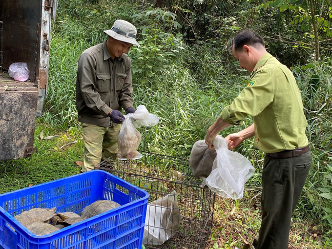 Thả thú hoang về rừng tự nhiên thuộc Vườn quốc gia Bù Gia Mập. Ảnh: TTXVN phát Ngày Quốc tế động, thực vật hoang dã (3/3): Nỗ lực từ cộng đồng ảnh 3