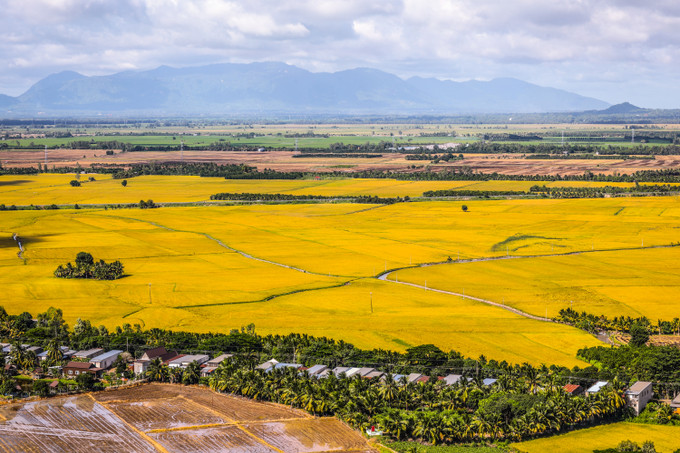 Những cánh đồng lúa chín vàng bạt ngàn, hút tầm mắt ở An Giang. Ảnh: Trọng Chính Phát triển bền vững Đồng bằng sông Cửu Long: Thuận thiên để thích ứng (Bài cuối) ảnh 3