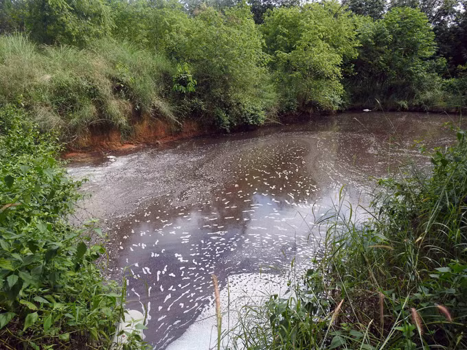 Kiểm tra, xác minh thông tin phản ánh về tình trạng ô nhiễm trại nuôi lợn ở huyện Đăk Hà ảnh 5