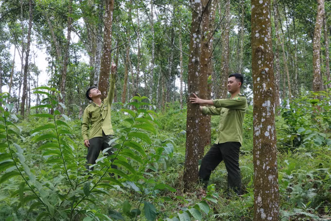 Phú Thọ phát triển trồng cây gỗ lớn ảnh 1