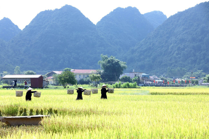 Đẹp rực rỡ mùa vàng ở thung lũng Bắc Sơn tháng 7/2022. Ảnh: Anh Tuấn – TTXVN Rực rỡ mùa vàng ở thung lũng Bắc Sơn ảnh 6