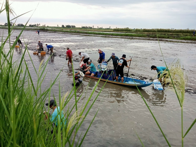 Người dân huyện Hồng Dân (tỉnh Bạc Liêu) thu hoạch tôm trên nền đất lúa. Ảnh: Chanh Đa - TTXVN Phát triển bền vững Đồng bằng sông Cửu Long: Thuận thiên để thích ứng (Bài cuối) ảnh 2