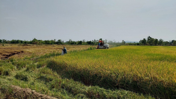Mô hình “Trình diễn lúa nước” của Đồn Biên phòng Ia Mơ (Bộ đội Biên phòng tỉnh Gia Lai) cho năng suất cao, giúp hàng trăm hộ dân tộc thiểu số tại làng Klăh, xã Ia Mơ, huyện Chư Prông thoát nghèo. Ảnh: Hồng Điệp - TTXVN Quân - dân gắn kết, cùng chăm lo đời sống cho đồng bào dân tộc thiểu số Tây Nguyên ảnh 4