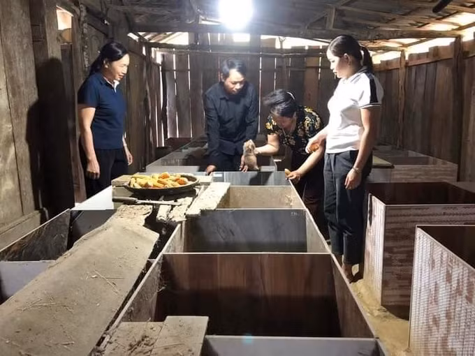 Trưởng Ban công tác Mặt trận người dân tộc Tày Ma Thị Thanh thoát nghèo từ mô hình nuôi dúi ảnh 1