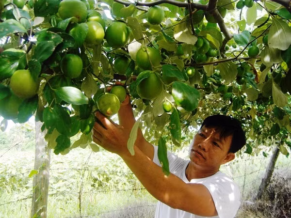 Chương trình OCOP tạo dựng nhận diện cho sản phẩm đặc trưng của Khánh Hòa ảnh 1