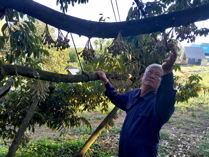 Ông Trương Văn Đảo, Giám đốc Hợp tác xã cây ăn trái Bàu Nghé (xã Phước Tín, thị xã Phước Long, tỉnh Bình Phước) chăm sóc vườn sầu riêng đã được cấp mã số vùng trồng đang trong giai đoạn ra hoa. Ảnh: K GỬIH -TTXVN Giải pháp phát triển bền vững cây sầu riêng ở Bình Phước ảnh 1