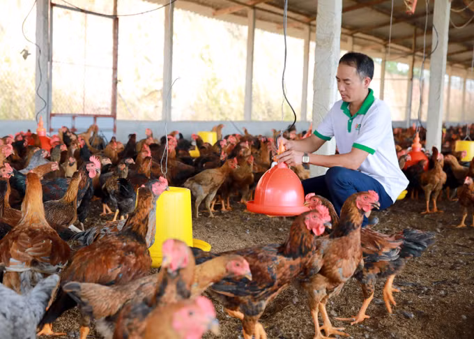 Nguyễn Hữu Quý - Tỷ phú nông dân nuôi gà lai chọi thả vườn ảnh 2