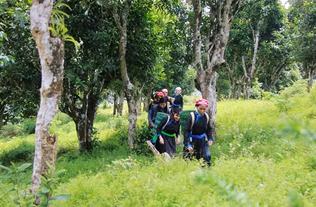 Lào Cai bảo tồn và phát huy giá trị của cây chè cổ thụ ảnh 1