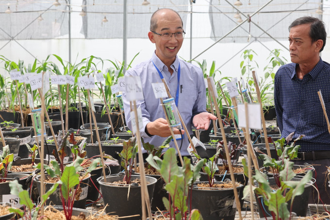 Phó Giáo sư, Tiến sỹ Châu Minh Khôi, Phó Hiệu trưởng trường Nông nghiệp, Đại học Cần Thơ tại khu nhà màng thí nghiệm các giống cây vừa có giá trị kinh tế, vừa hiệu quả trong bối cảnh thách thức của biến đổi khí hậu. Ảnh: Trọng Chính Phát triển bền vững Đồng bằng sông Cửu Long: Thuận thiên để thích ứng (Bài 3) ảnh 1