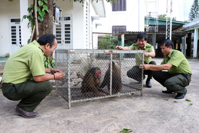 Hạt Kiểm lâm thị xã Hương Trà tiếp nhận hai cá thể khỉ mặt đỏ và khỉ đuôi lợn, đều thuộc nhóm động vật nguy cấp, quý hiếm từ người dân tự nguyện bàn giao vào đầu tháng 11/2022. Ảnh: Đỗ Trưởng - TTXVN Ngày Quốc tế động, thực vật hoang dã (3/3): Nỗ lực từ cộng đồng ảnh 2