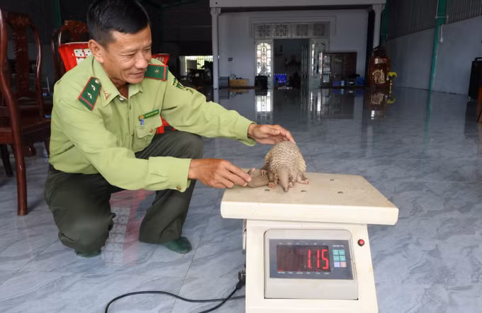 Một học sinh bắt được tê tê quý hiếm và bàn giao cho Hạt Kiểm lâm ảnh 2