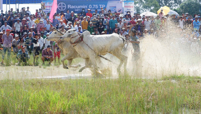 Đôi bò bứt tốc về đích. Ảnh: Công Mạo-TTXVN Tưng bừng Hội đua bò Bảy Núi An Giang năm 2023 ảnh 8