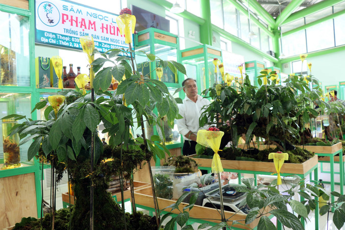Sản phẩm sâm Ngọc Linh trưng bày tại phiên chợ. Ảnh: Trần Tĩnh - TTXVN Gần 100 kg sâm Ngọc Linh tươi được chào bán tại phiên chợ lần thứ 56 ảnh 2