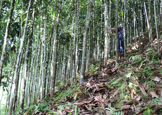 Huyện Trà Bồng Hiện có 5.200ha quế, sản lượng thu hoạch mỗi năm khoảng 1.600-2000 tấn. Ảnh: Phạm Cường-TTXVN Nhân rộng, phát triển sản phẩm dược liệu OCOP ở Quảng Ngãi ảnh 7