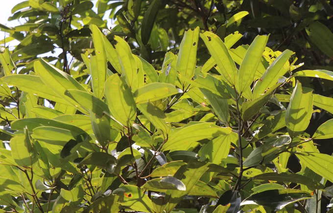 Nhân rộng, phát triển sản phẩm dược liệu OCOP ở Quảng Ngãi ảnh 4