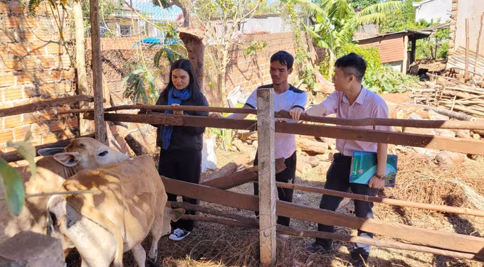 Làm lại cuộc đời nhờ vốn vay chính sách ở Gia Lai ảnh 2