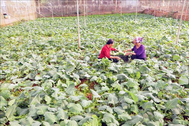 Thu hoạch su hào tại HTX rau an toàn Tự Nhiên, xã Đông Sang, huyện Mộc Châu. Ảnh: Quang Quyết-TTXVN Phát triển vùng vì cả nước (Bài 2) ảnh 2