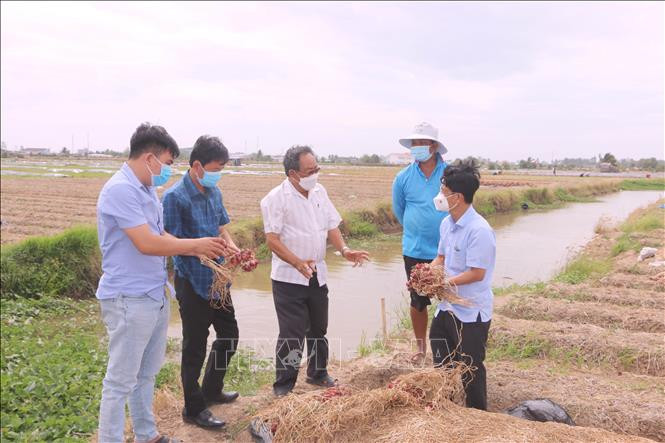 Ngành chức năng tỉnh Sóc Trăng và chính quyền thị xã Vĩnh Châu luôn quan tâm đến việc tìm đầu ra cho nông sản hành tím Vĩnh Châu. Ảnh: Chanh Đa - TTXVN Liên kết tiêu thụ hành tím Vĩnh Châu ảnh 4