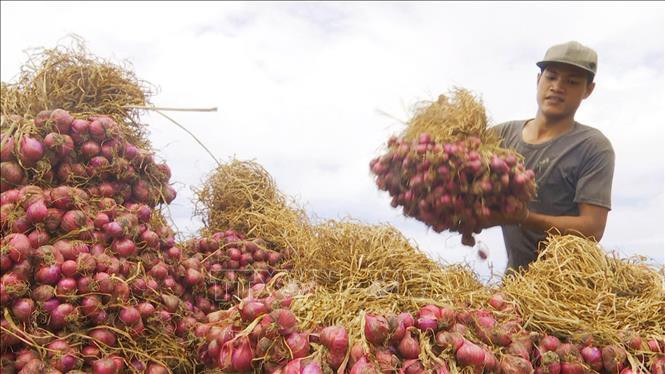 Nông dân thị xã Vĩnh Châu (Sóc Trăng) thu hoạch hành tím. Ảnh: Chanh Đa - TTXVN Liên kết tiêu thụ hành tím Vĩnh Châu ảnh 1