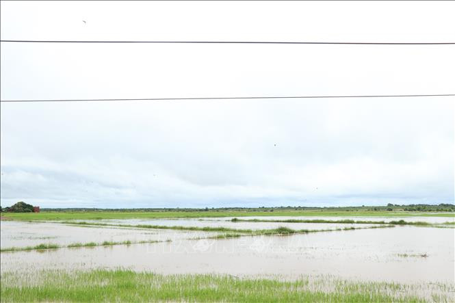 Nhiều diện tích lúa tại xã Cư Kbang bị ngập sâu trong nước. Ảnh: Tuấn Anh – TTXVN Mưa lớn gây ngập lụt cục bộ tại huyện Ea Súp ảnh 3