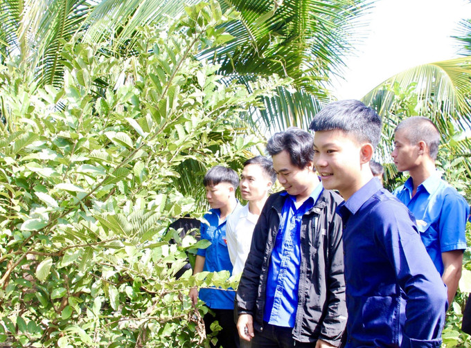 Đoàn viên, thanh niên tham quan, học hỏi kinh nghiệm từ mô hình làm kinh tế giỏi của thanh niên ở huyện Cư M’Gar – một cách thức để thanh niên giúp đỡ nhau làm kinh tế. Ảnh: TTXVN phát Đắk Lắk đoàn kết, tập hợp thanh niên các dân tộc, thực hiện khát vọng xây dựng đất nước ảnh 4