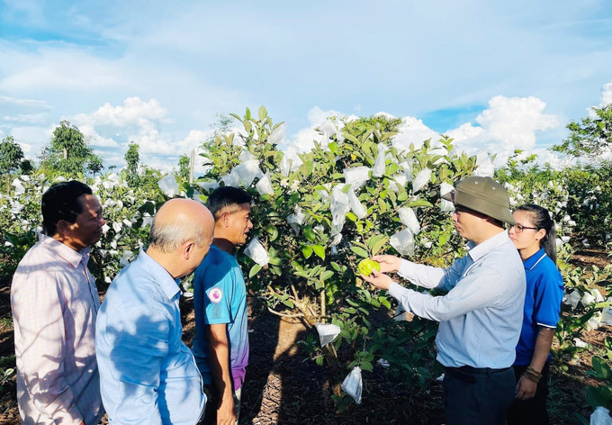 Một mô hình trồng ổi của thanh niên huyện Krông Pắk nhận được sự quan tâm, đồng hành của cấp ủy, chính quyền địa phương và tổ chức Đoàn, Hội trong khởi nghiệp lập nghiệp. Ảnh: TTXVN phát Đắk Lắk đoàn kết, tập hợp thanh niên các dân tộc, thực hiện khát vọng xây dựng đất nước ảnh 2
