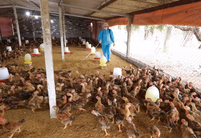 Phát triển vùng, cơ sở chăn nuôi an toàn dịch bệnh cho xuất khẩu ảnh 1