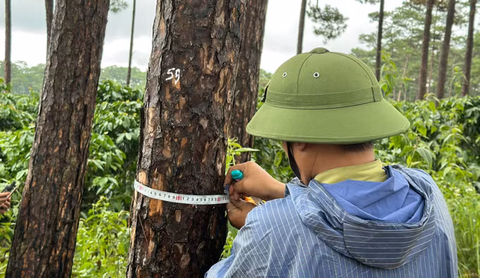 Rừng thông ở Lâm Đồng tiếp tục bị bức hại ảnh 2