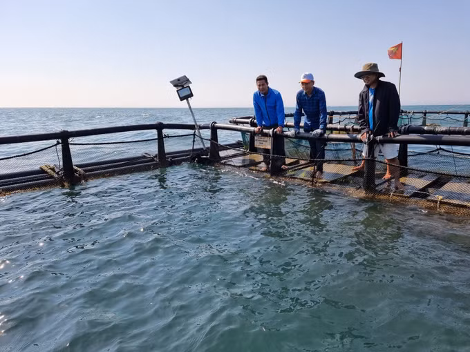 Nhân rộng mô hình nhân giống, nuôi mực bán tự nhiên tại Ninh Thuận ảnh 2