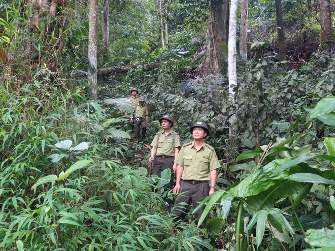 Tuyên Quang bảo vệ rừng gắn với bảo tồn các loài động vật quý hiếm ảnh 1