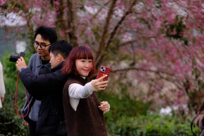 Xây dựng bản đồ số cho du khách trong Lễ hội hoa mai anh đào - Đà Lạt