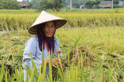 Nhộn nhịp mùa gặt ở vùng biên Tuyên Quang