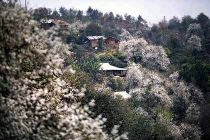 Hoa sơn tra ở Ngọc Chiến vào mùa nở rộ thu hút du khách tới trải nghiệm