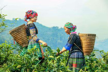 Chè Suối Giàng - từ di sản vùng cao đến thương hiệu Việt