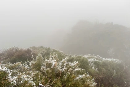 Triển khai nhiều biện pháp phòng, chống rét cho cây trồng, vật nuôi